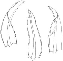 Streblotrichum convolutum stem leaves. Drawn from J.E. Beever 100-70, AK 289733.
 Image: R.D. Seppelt © R.D.Seppelt All rights reserved